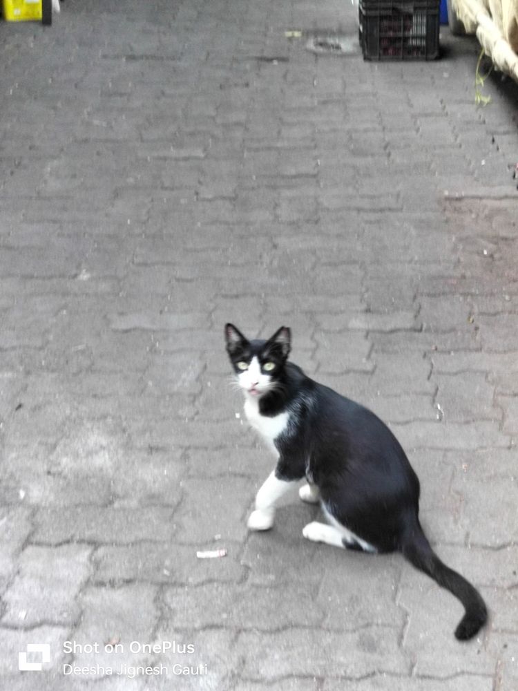 Photo #12233276