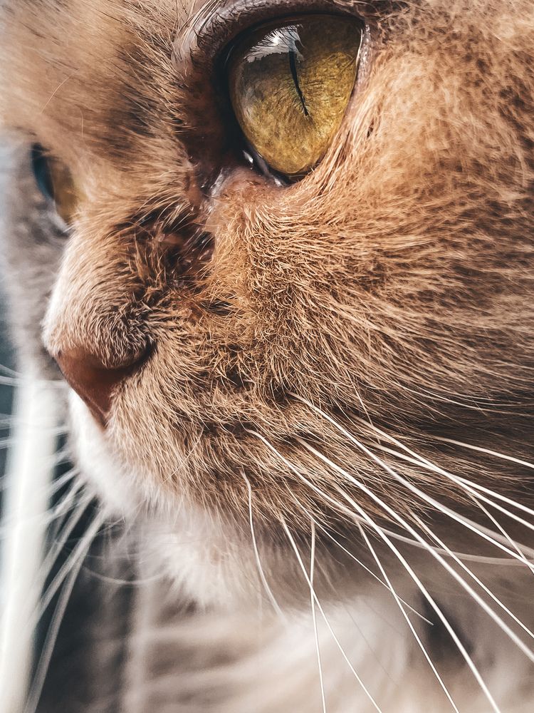 Фотография автора Марина Алексеева