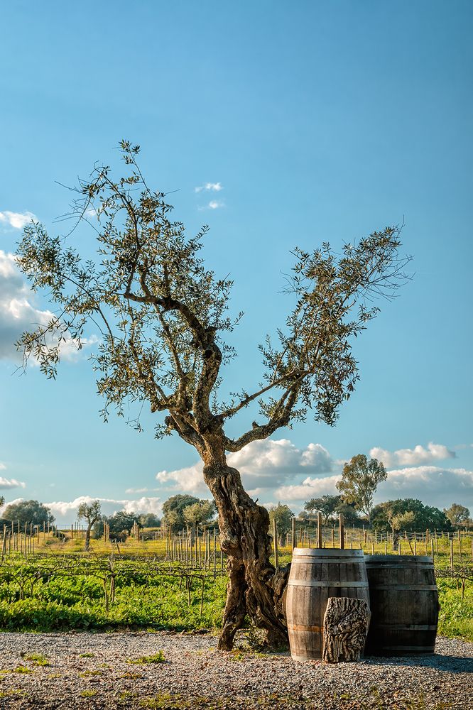 Photograph by Veaceslav Chisalita