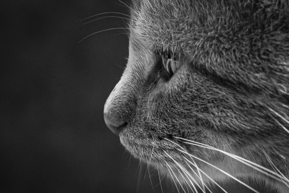 Photograph by Alex Oldman