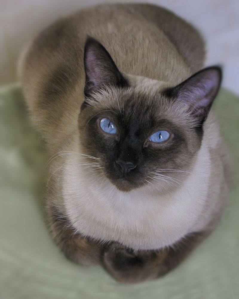 Фотография автора Татьяна Петренко