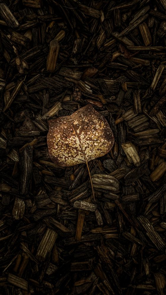 Photograph by Dinesh madanaboina