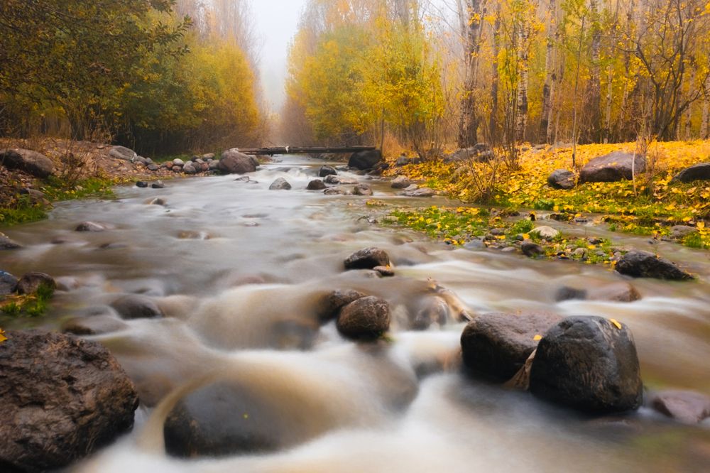 autumn landscape featuring a serene stream winding through a forest.
