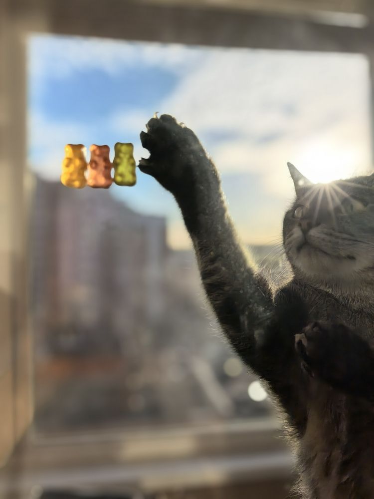 Кошечка и мишки Haribo