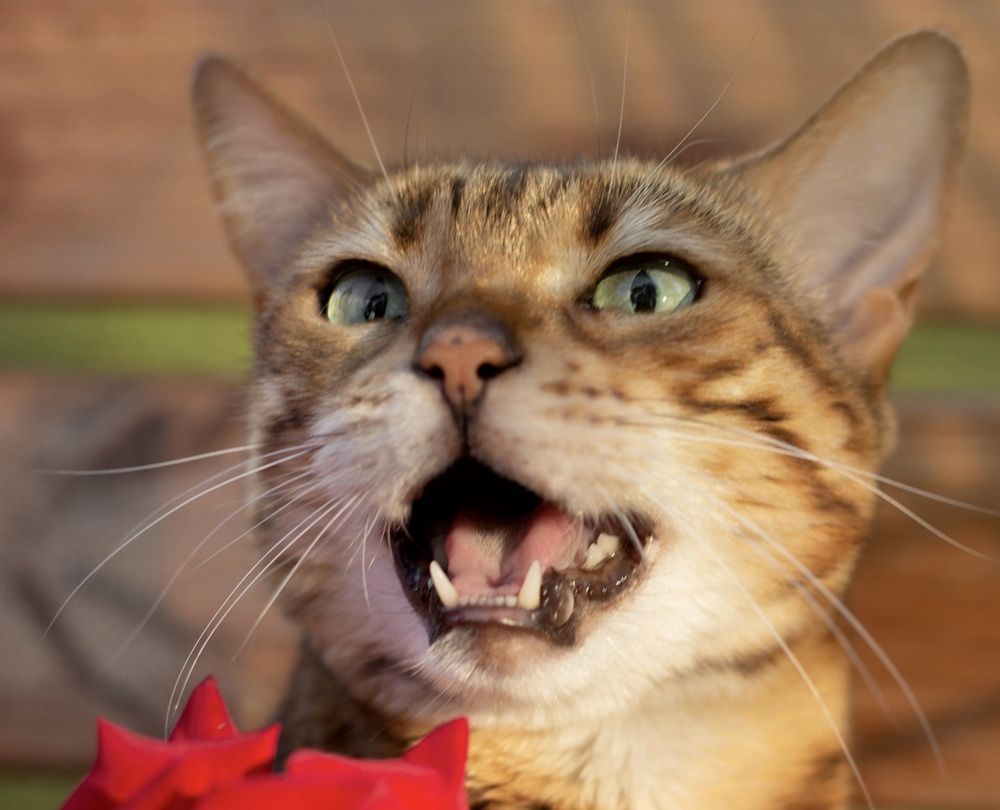 Фотография автора Ираида Гайфуллина