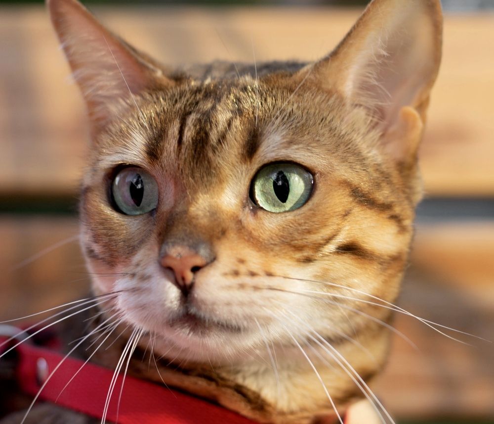 Фотография автора Ираида Гайфуллина