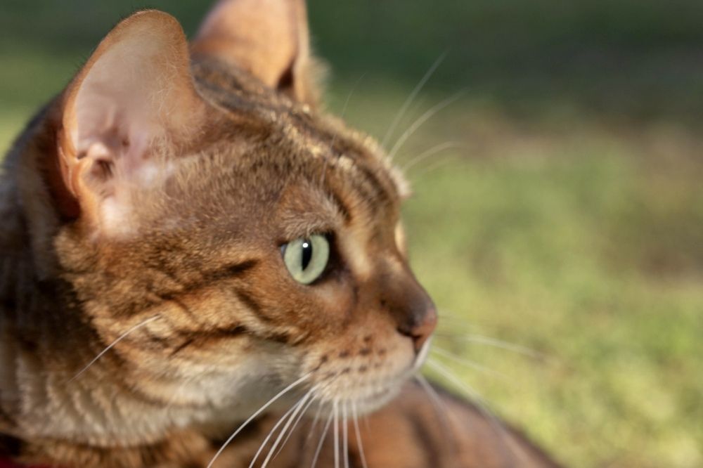 Фотография автора Ираида Гайфуллина