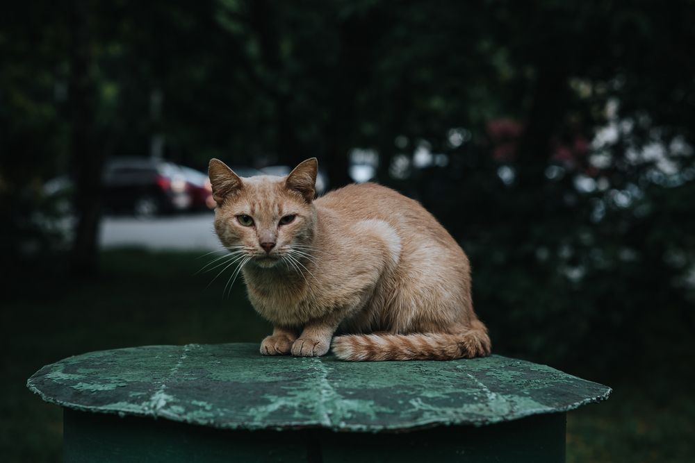 Фотография автора Карина Шарова