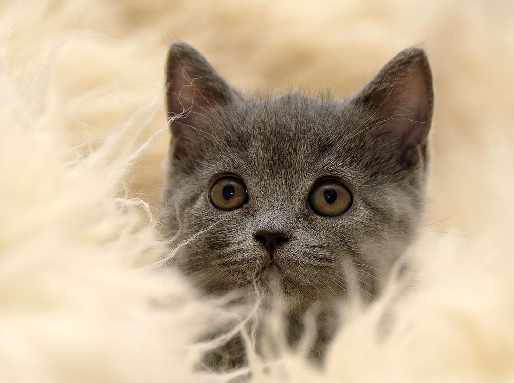 Photograph by Nikolay