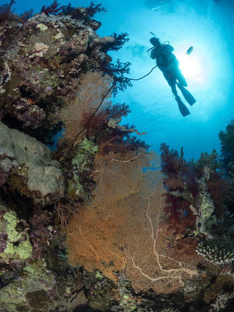 Photograph by Diogo Benchimol