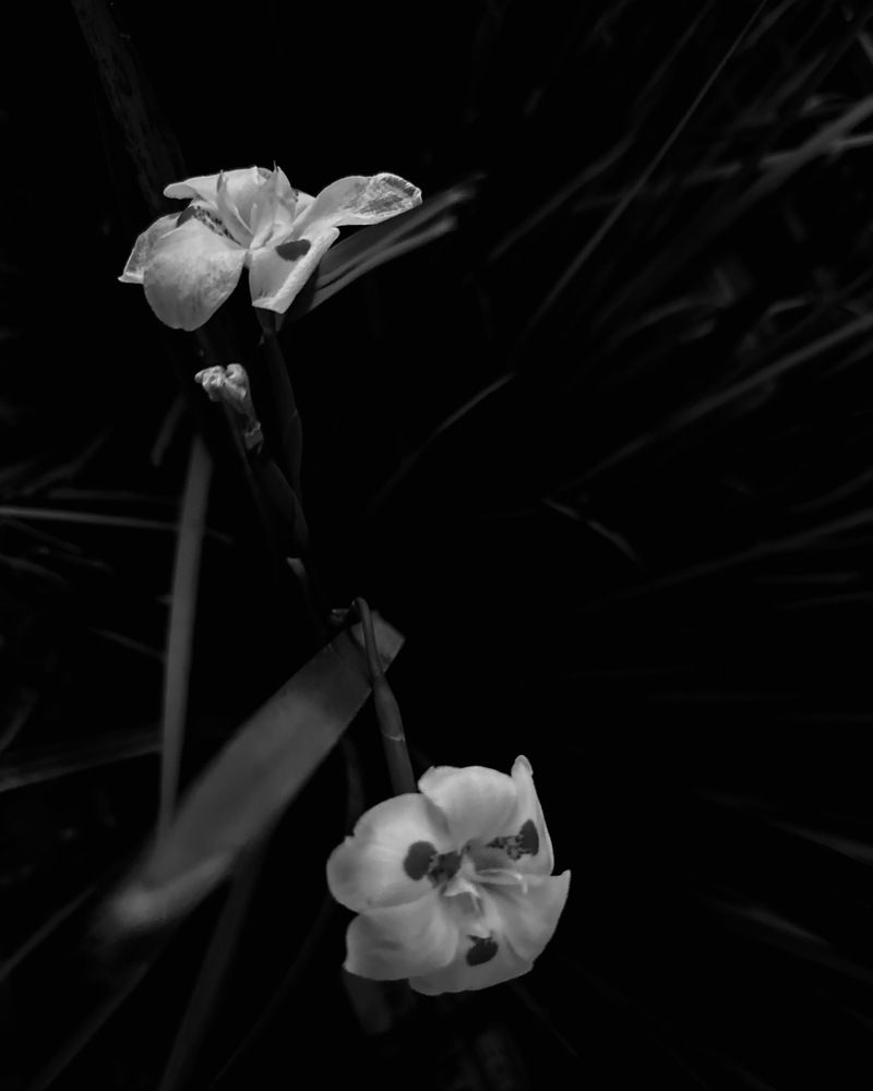 Photograph by Giovanni Gondim de Castro