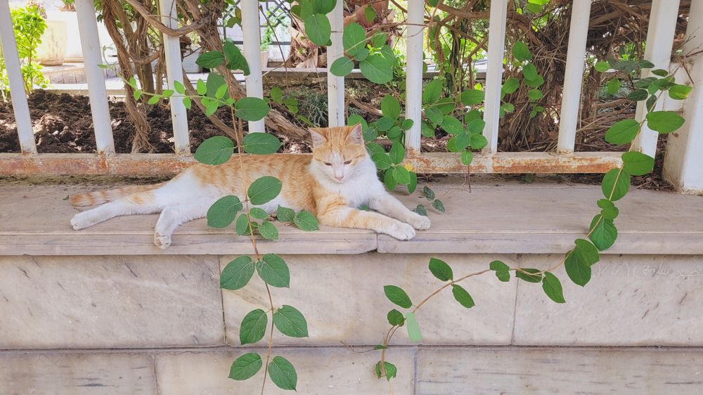 Photograph by Rahele Almassi