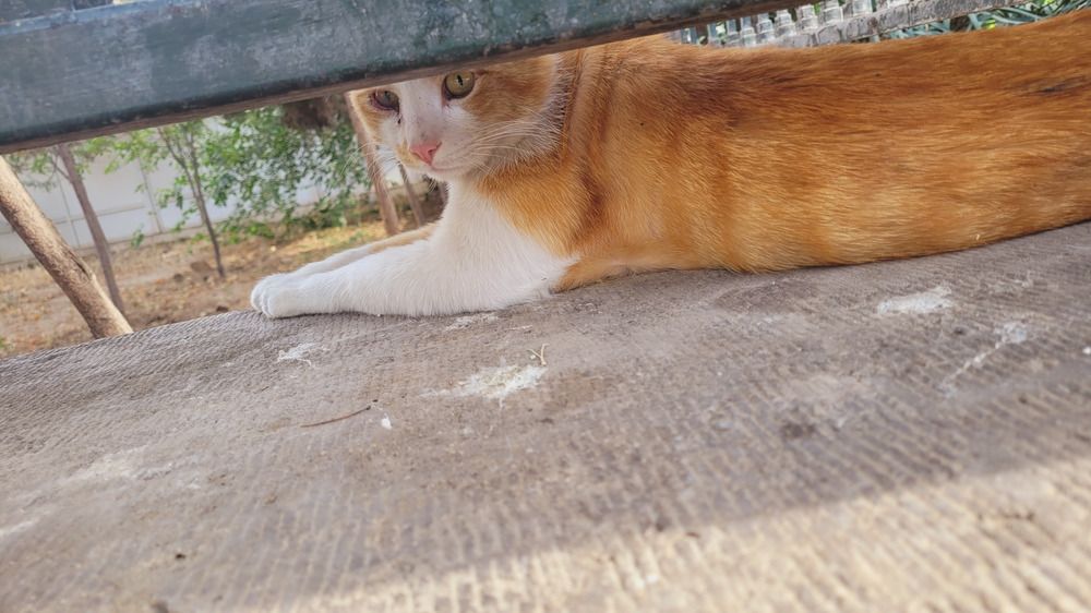 Photograph by Rahele Almassi