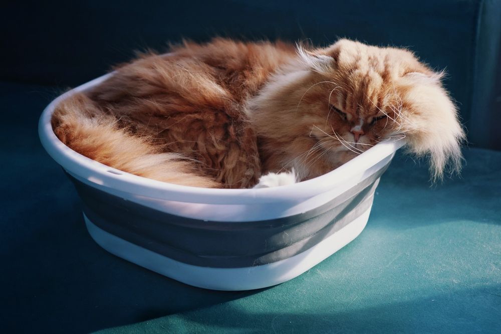 Photograph by Ольга Веретенникова