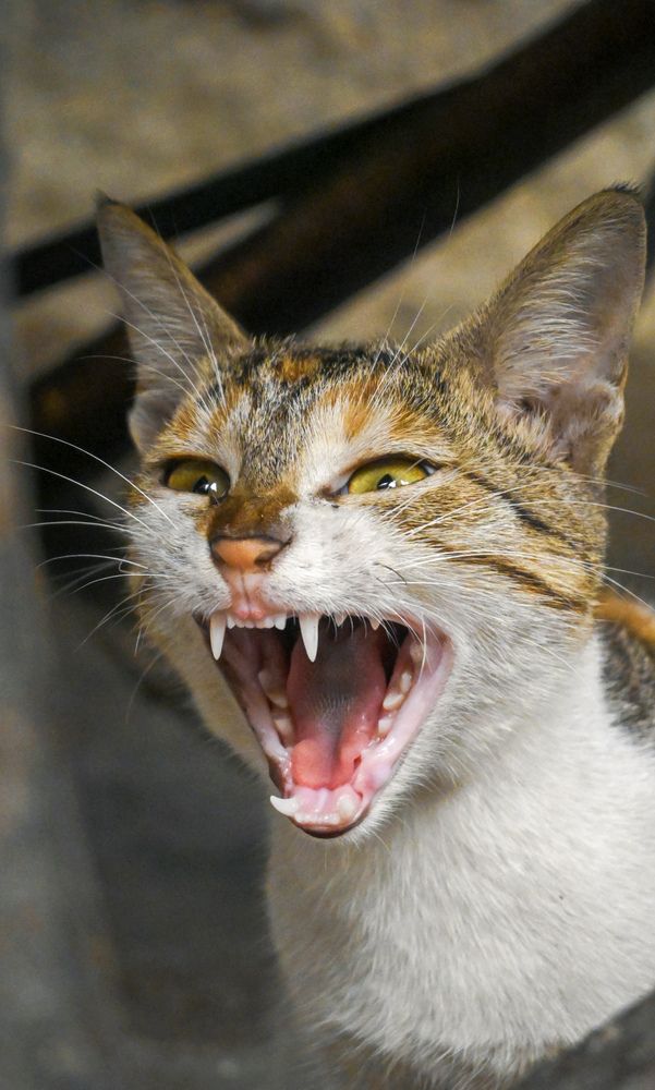 Фотография автора Shreyan Dey Sarkar