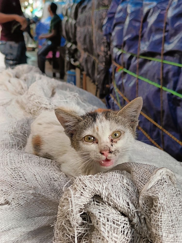 Фотография автора Shreyan Dey Sarkar