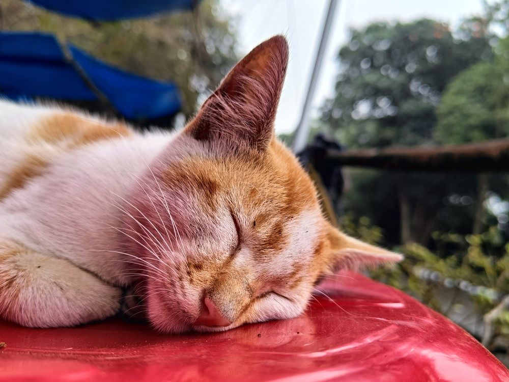 Фотография автора Shreyan Dey Sarkar