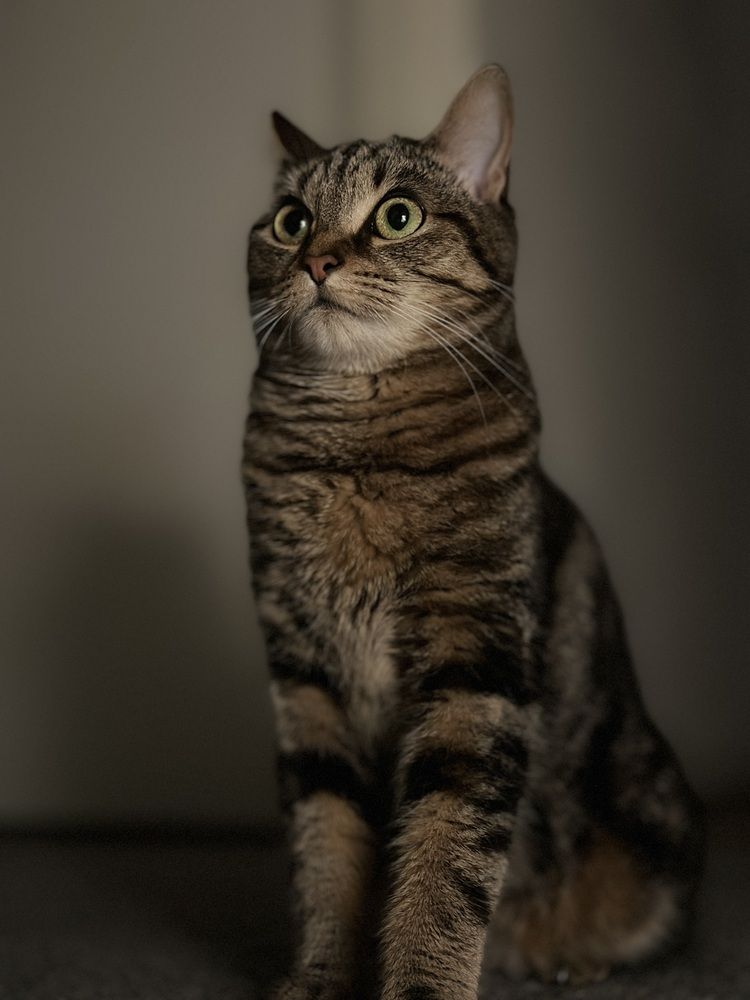 Фотография автора  Syed Mortuza Hussain