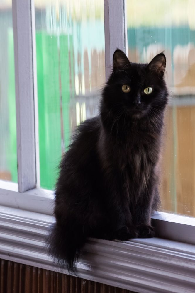 Кошка бобтэйл-короткий хвостик