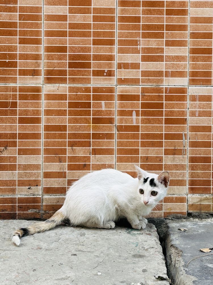 Фотография автора  Syed Mortuza Hussain