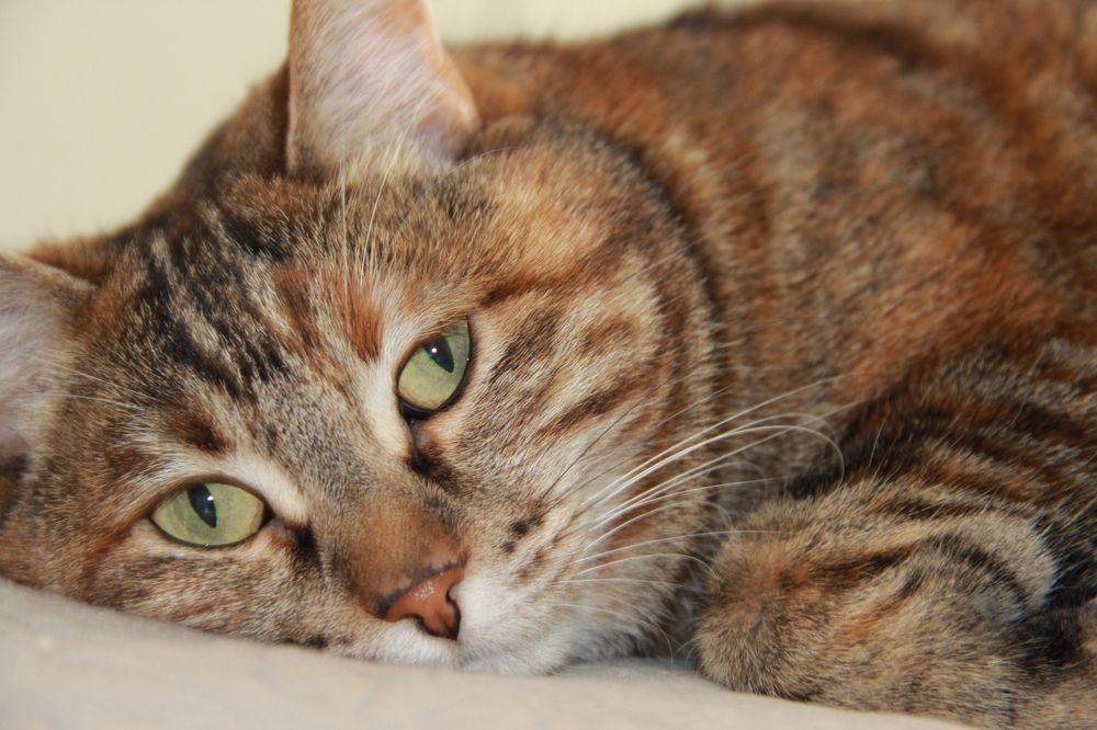 Photograph by Ирина Соколова