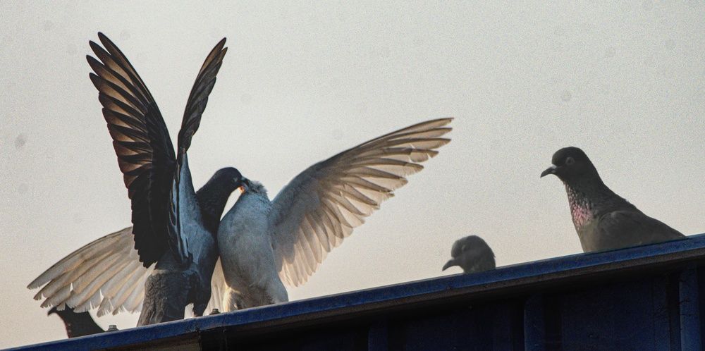 Фотография автора Shreyan Dey Sarkar