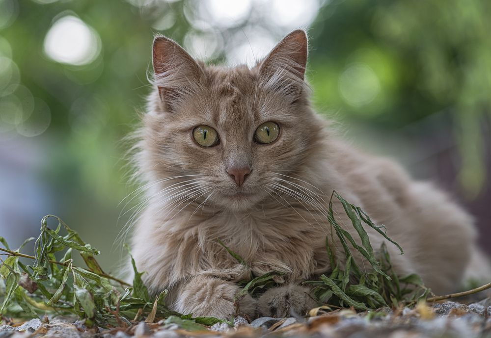 Кошка соседнего двора