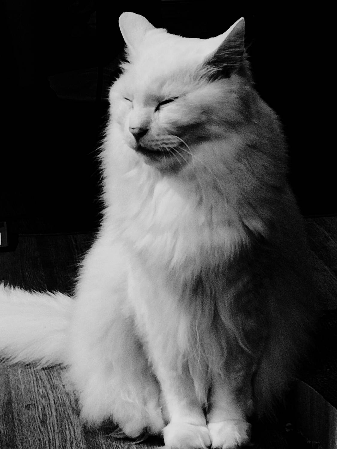 Photo #12234093