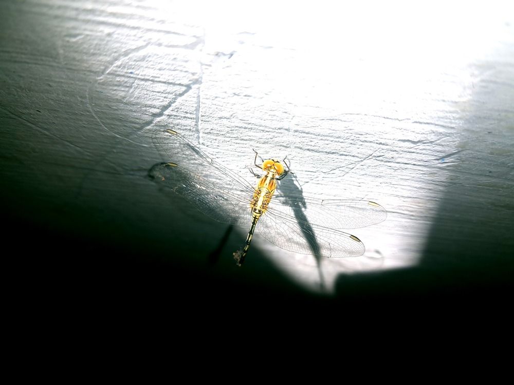 Photo #12234096