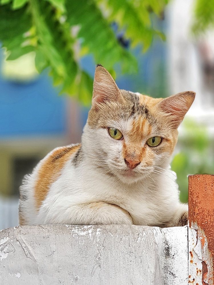 Photograph by Aliza Basyaib