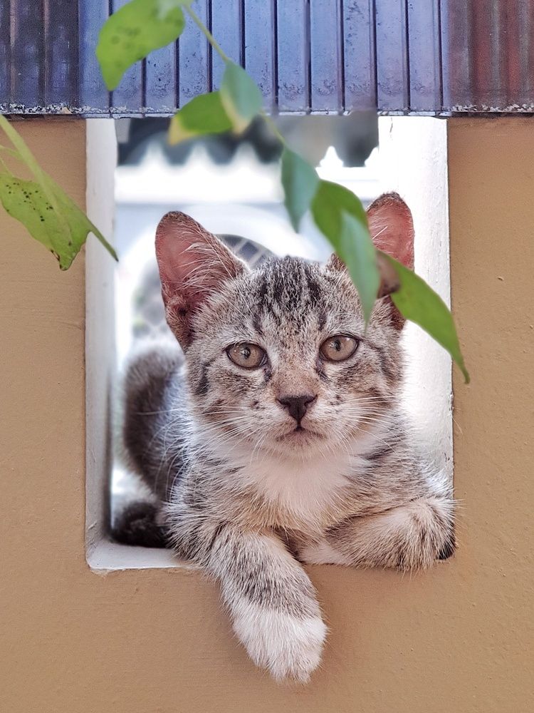 Photograph by Aliza Basyaib