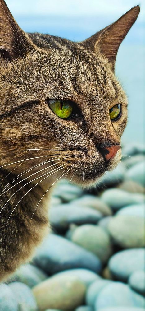 Photograph by Rashad Rafeudeen