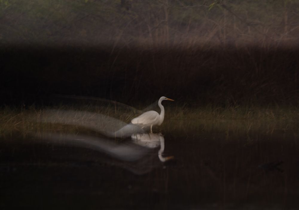 Фотография автора Mahesh Jagwani