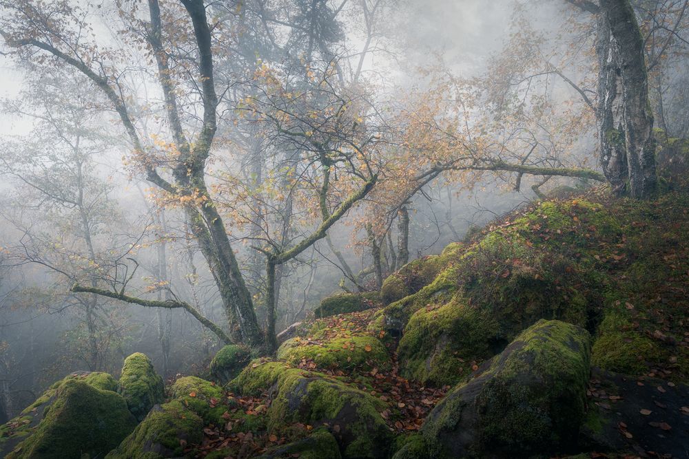 Rock Birches
