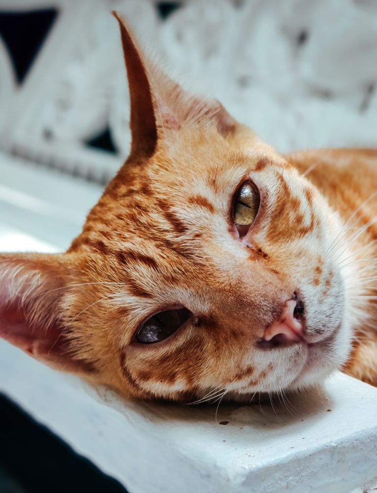 Фотография автора Brandon Pinto