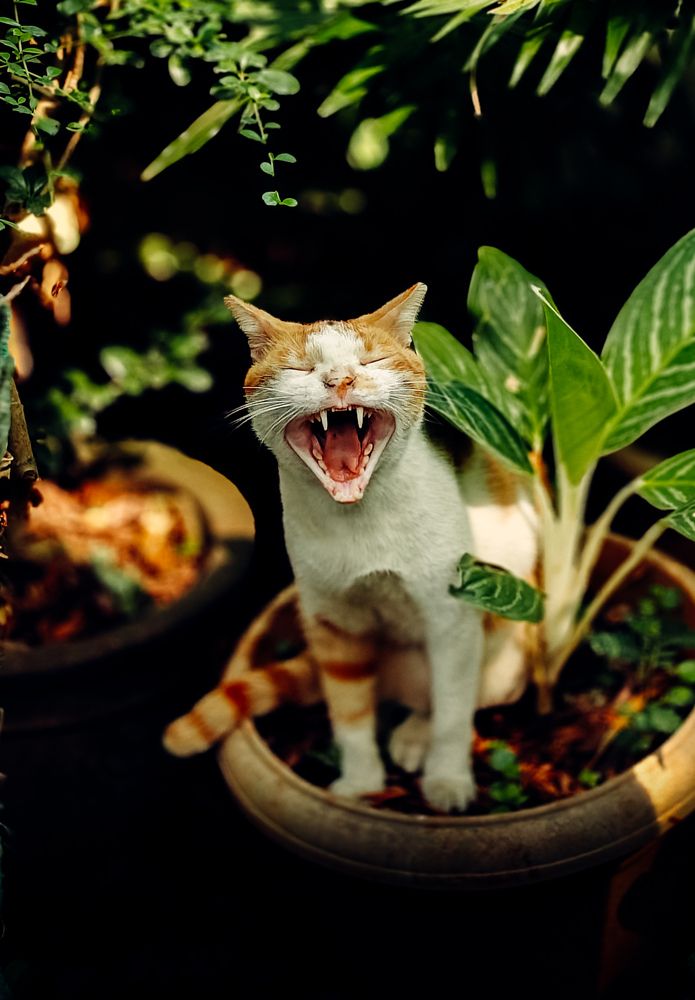 Фотография автора Brandon Pinto