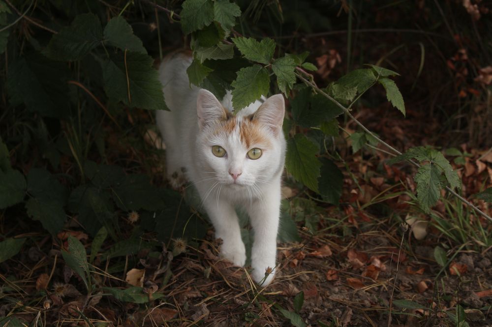 Photograph by Ирина Анцыгина