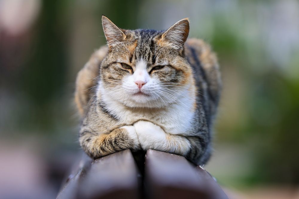 Photograph by Наталья Викарчук