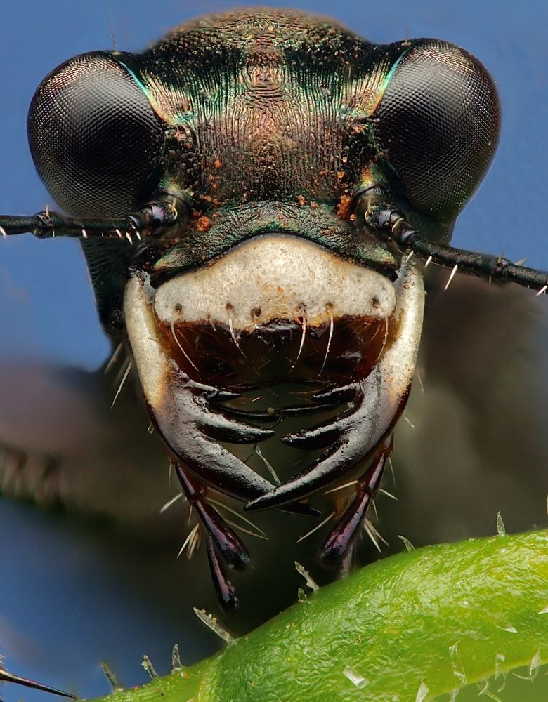 Tiger beetle portrait