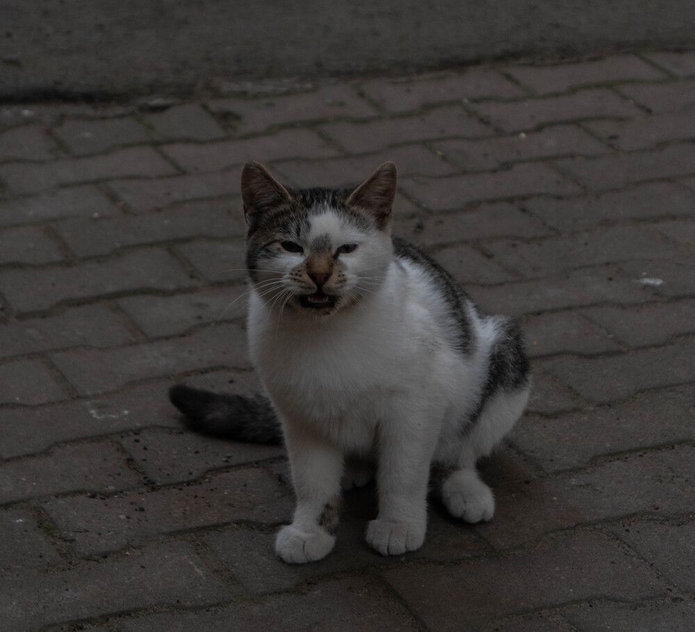 Photograph by Дмитрий Сердитов