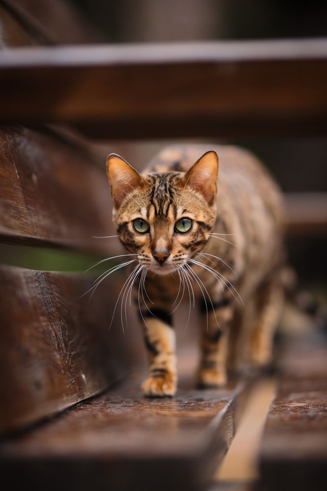 Нежная тяжесть