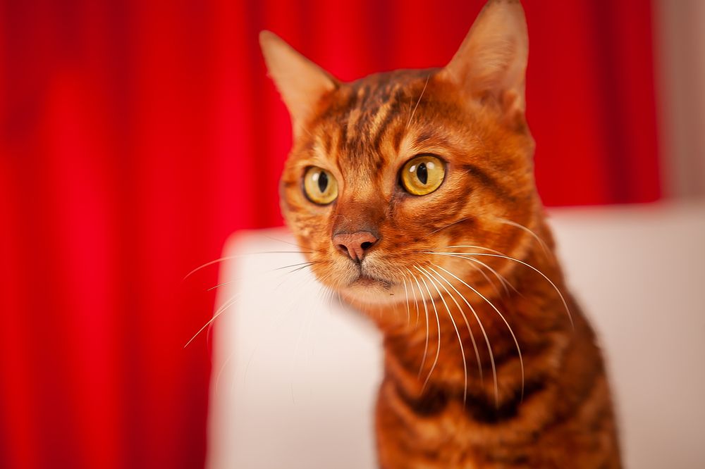 Фотография автора  Maxwellion