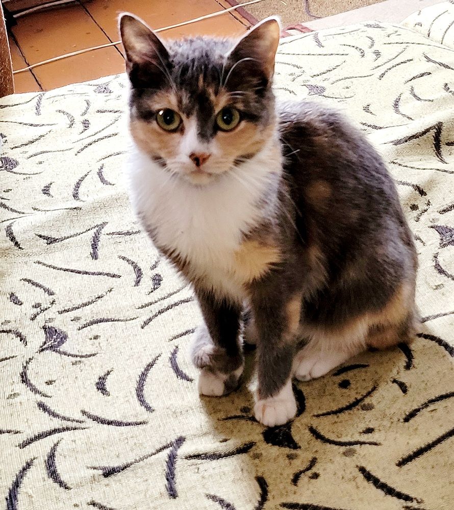 Фотопортрет красавицы.