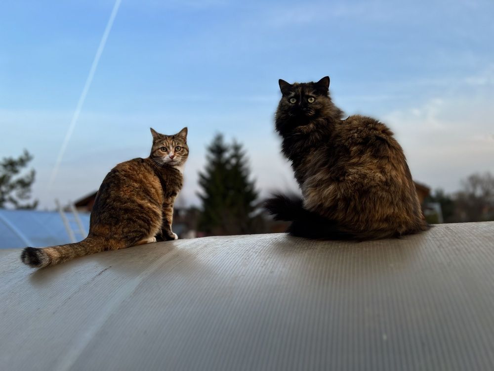 Photograph by Kira Ko