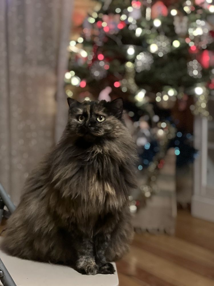 Photograph by Kira Ko