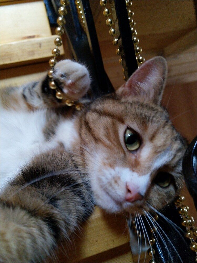 Photograph by Kira Ko