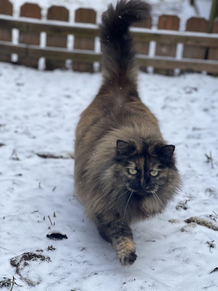 Photograph by Kira Ko