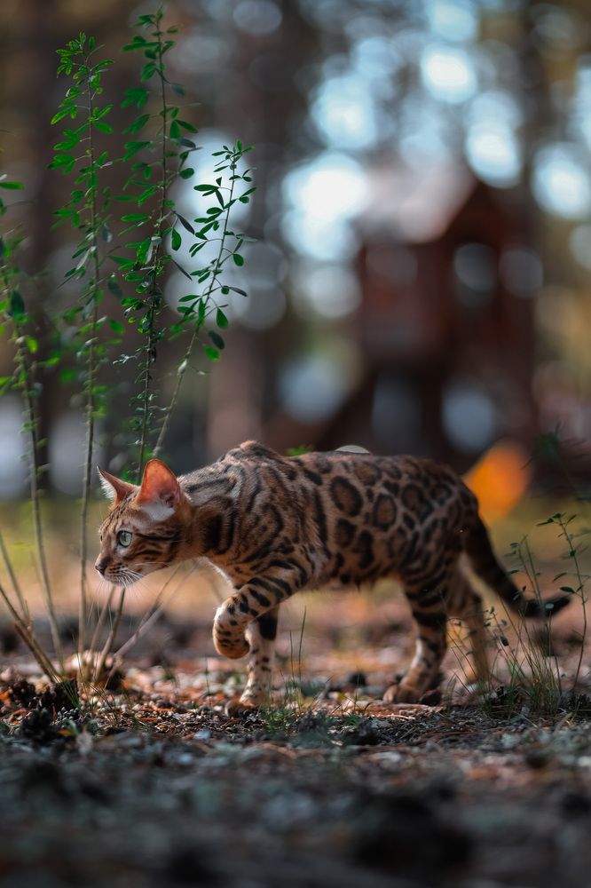 Тень среди стволов