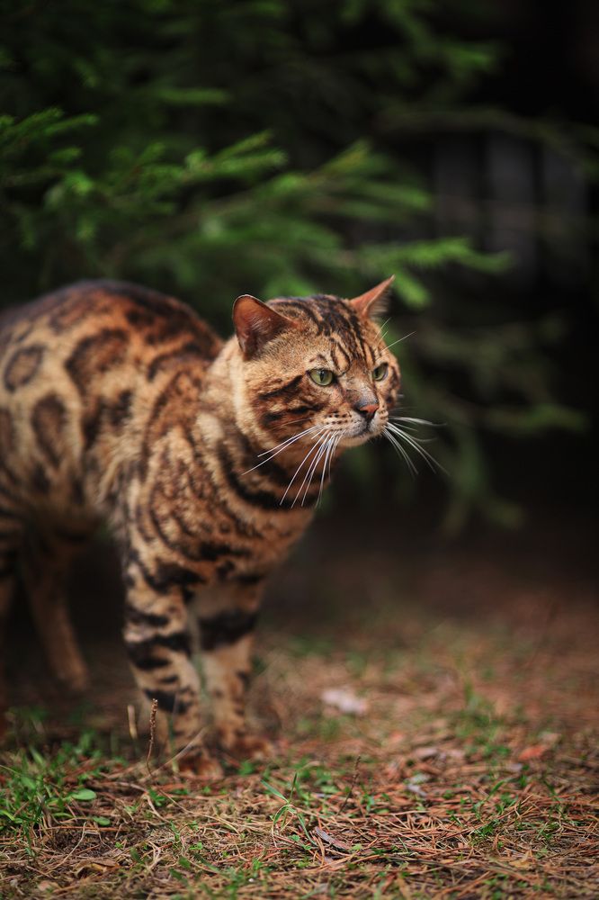 Король чащи