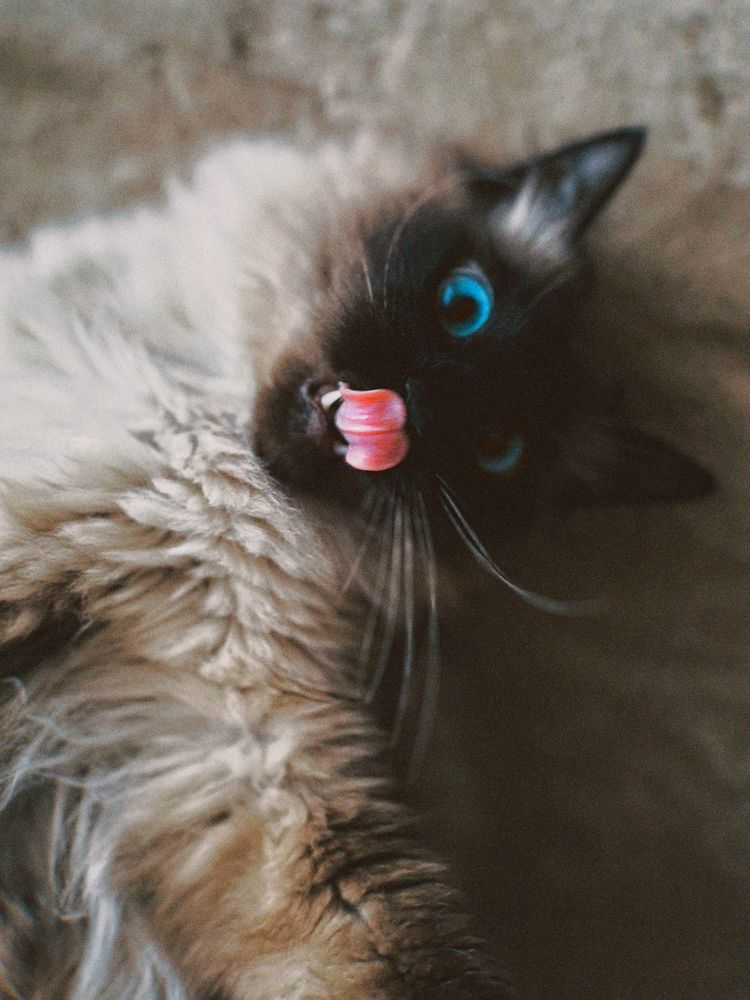 Фотография автора Дарья Викторова